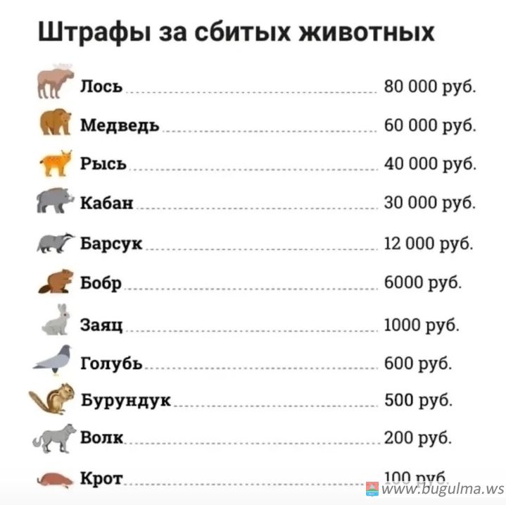 Лишили прав за сбитого кота: что делать, если на дороге оказалось животное?