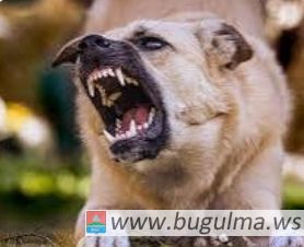 Прокуратура подтвердила факт нападения собаки на ребенка в Бугульме