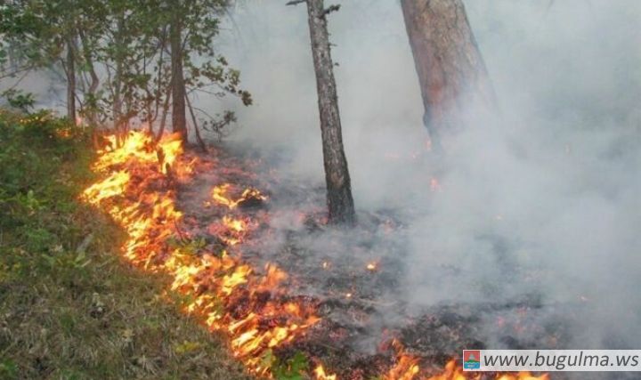 В Татарстане объявлено штормовое предупреждение из-за высокой пожарной опасности лесов