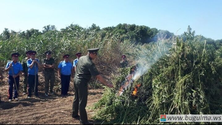 В Татарстане будут выращивать коноплю 🌿