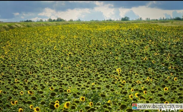 В Татарстане завершается уборка урожая.