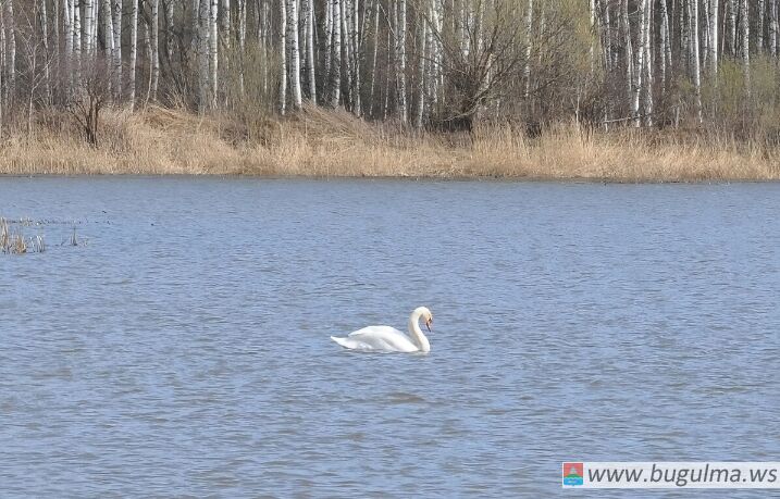 🦢Жители Татарстана беспокоятся о лебедях, которые пока не отправились на юг.