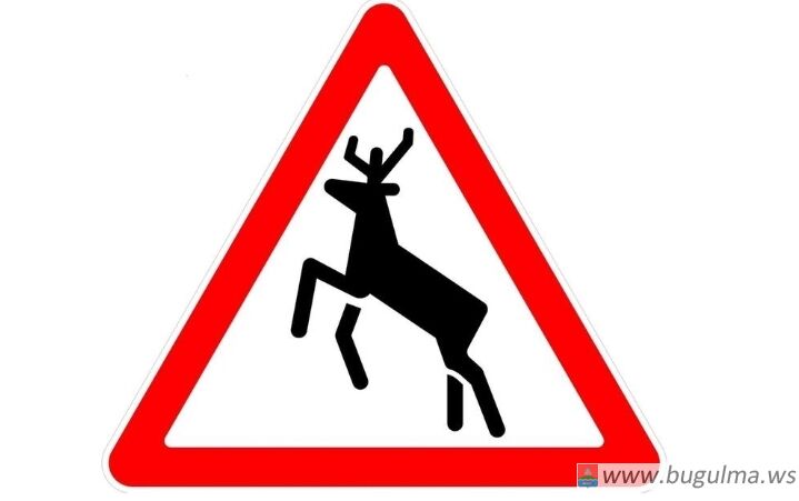 ⚠️️ Будьте внимательны на дорогах: дикие животные могут появиться внезапно.