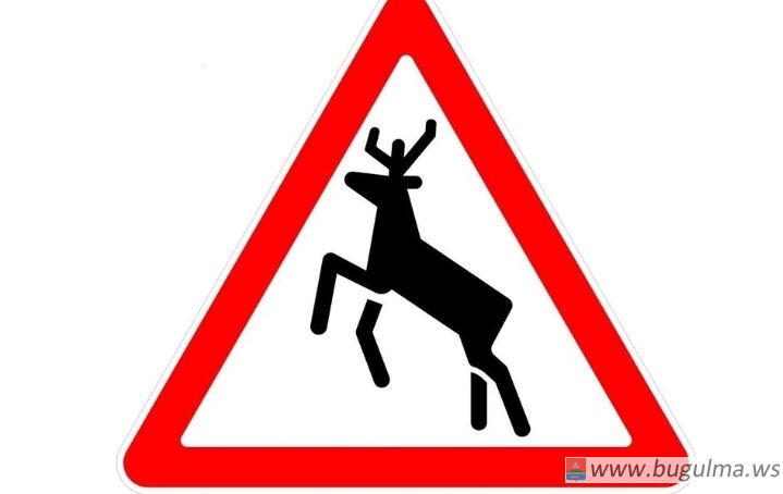 ⚠️ Будьте внимательны! На дороге могут появиться дикие животные!