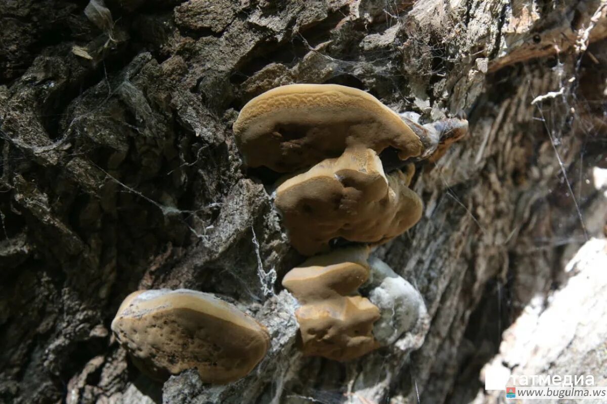 🍄⚖️ За сбор некоторых растений и грибов можно получить срок.