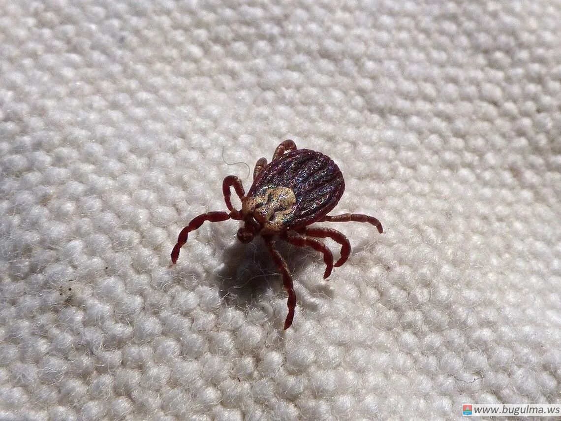 🕷️ В Бугульминском районе зарегистрировано 13 случаев укусов клещей.