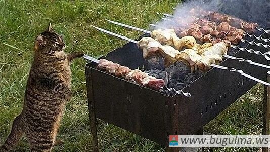 🍖 Юристы разъяснили требования пожарной безопасности при приготовлении шашлыка.