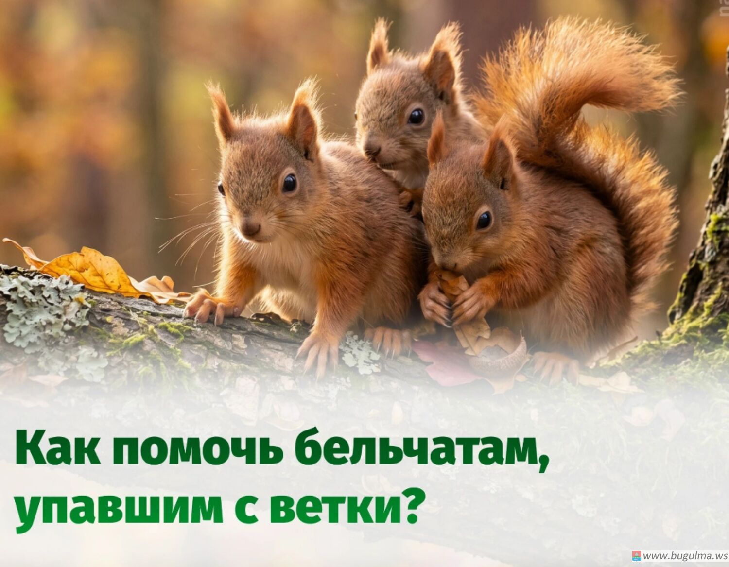 🐿 Как действовать, если вы увидите упавшего бельчонка.